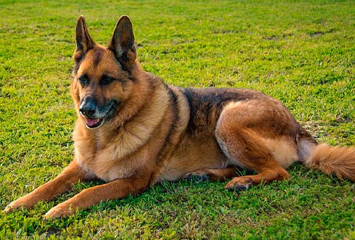 Polo Shirt un pastor alemán protección acompañamiento servicio perros guía Dogs