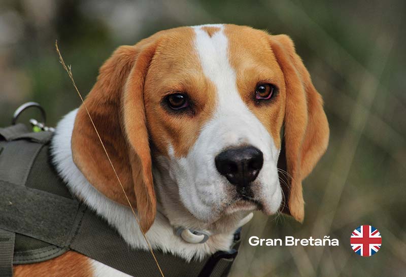 es un beagle harrier una buena mascota