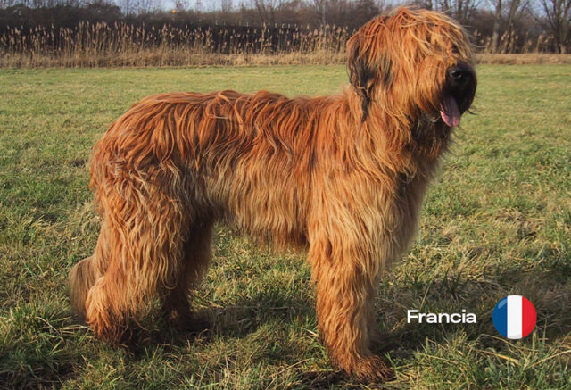 Pastor De Brie O Briard: Origen, Características Y Fascinantes Fotografías