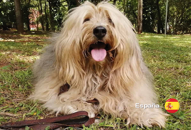 perro de pastor catalan