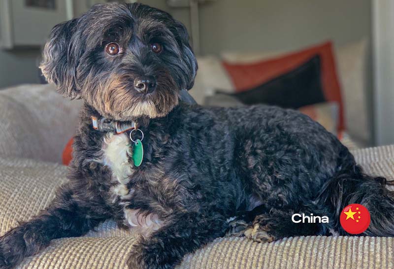 cual es la raza del terrier tibetano