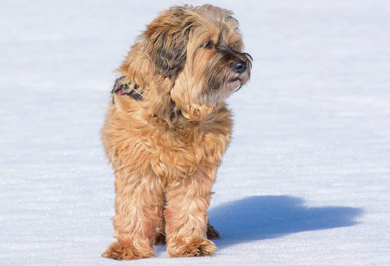 cual es la raza del terrier tibetano